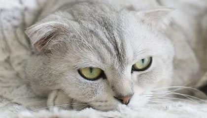 GGBET官方入口-【欧冠】基耶萨莫拉塔传射C罗破门 尤文3比0基辅