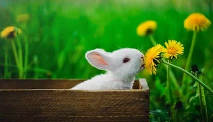 深圳球迷在王哲林罚球时大喊“沪上阿姨”，后者被干扰后不中